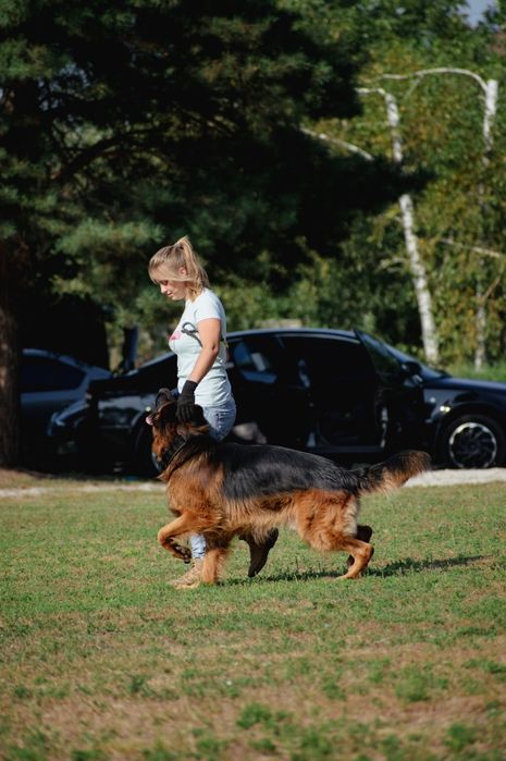 Цуценята німецької вівчарки . Запис