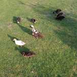 Kaczki Call Duck