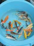 Carpas Koi 9-12cm – Qualidade Garantida com Envio Seguro!