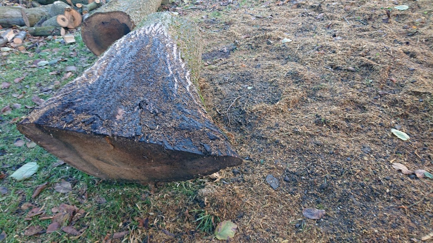 ORZECH WŁOSKI pień na sprzedaż DREWNO