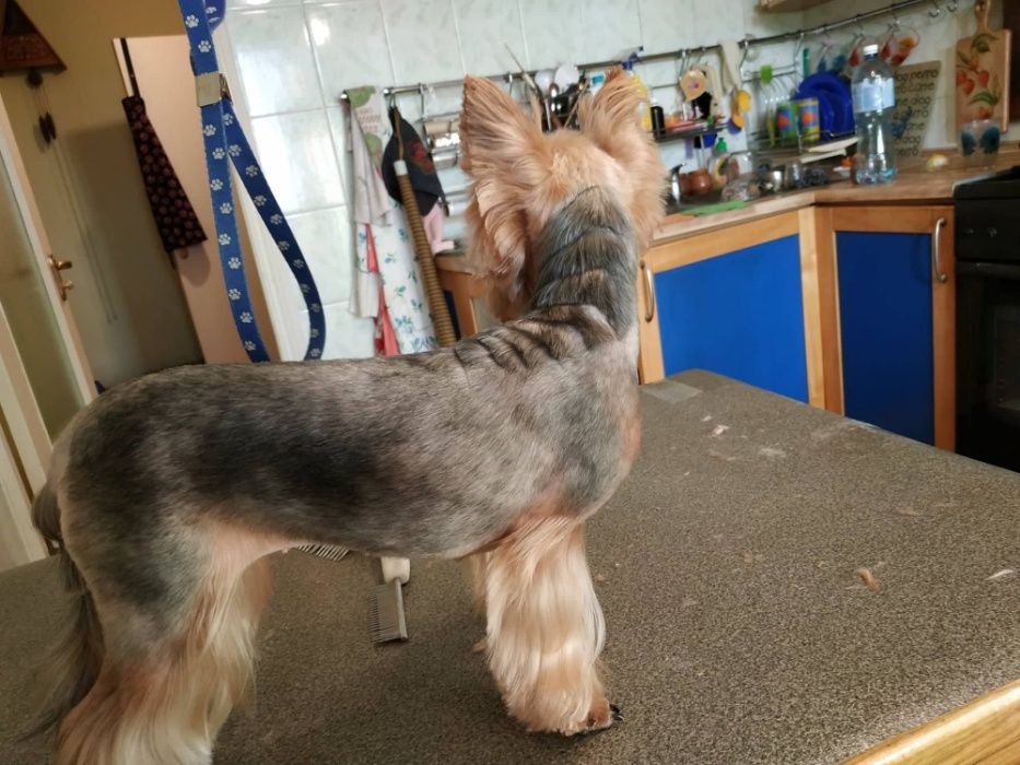 Стрижка собак, котов, животных всех пород, грумер со стажем