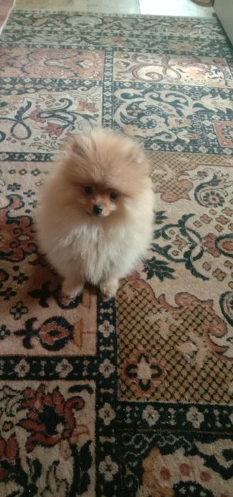 БРОНЬ. Цуценята Померанський шпіц.