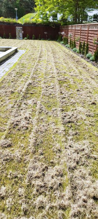 Renowacja trawnika, aeracja, wertykulacja, piaskowanie, dosiewka