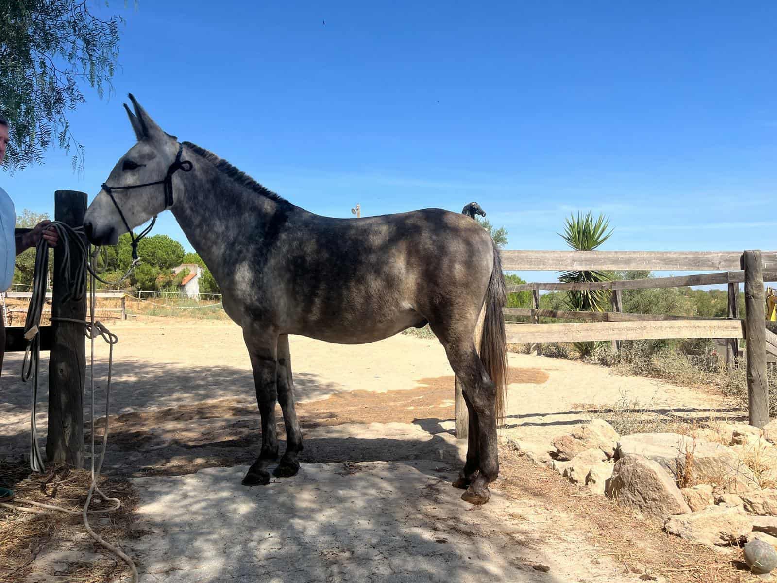 Vendo macho engatado