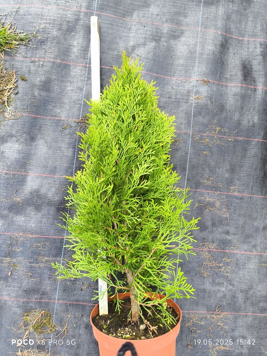 Thuja szmaragd .