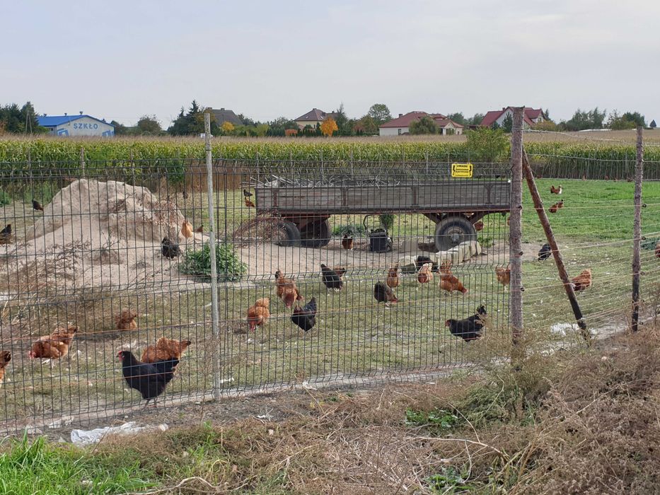 Jaja wiejskie świeże