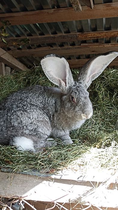 Фландр самчик кролі