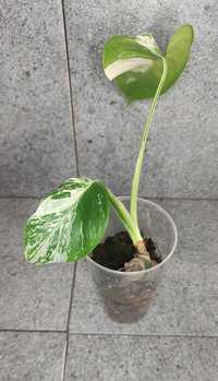 Monstera veriagata