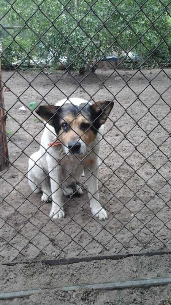 Starszy duży pies do adopcji, może być dom z ogrodem