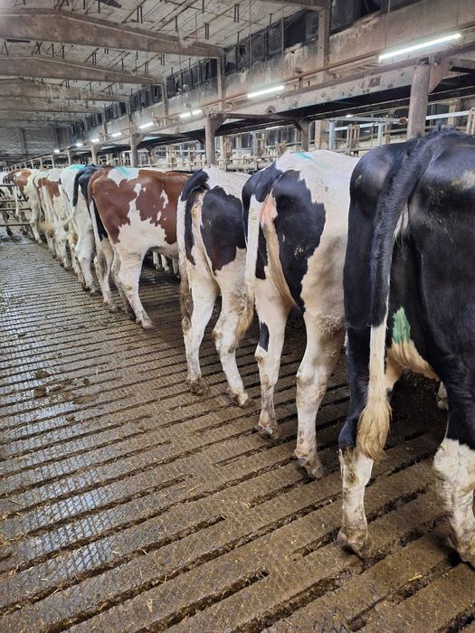 jalowki wysokocielne hodowlane