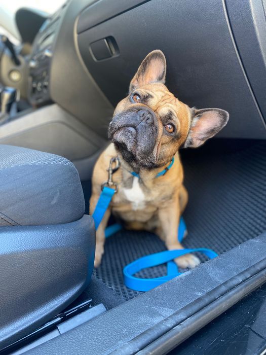 В’язка французький бульдог