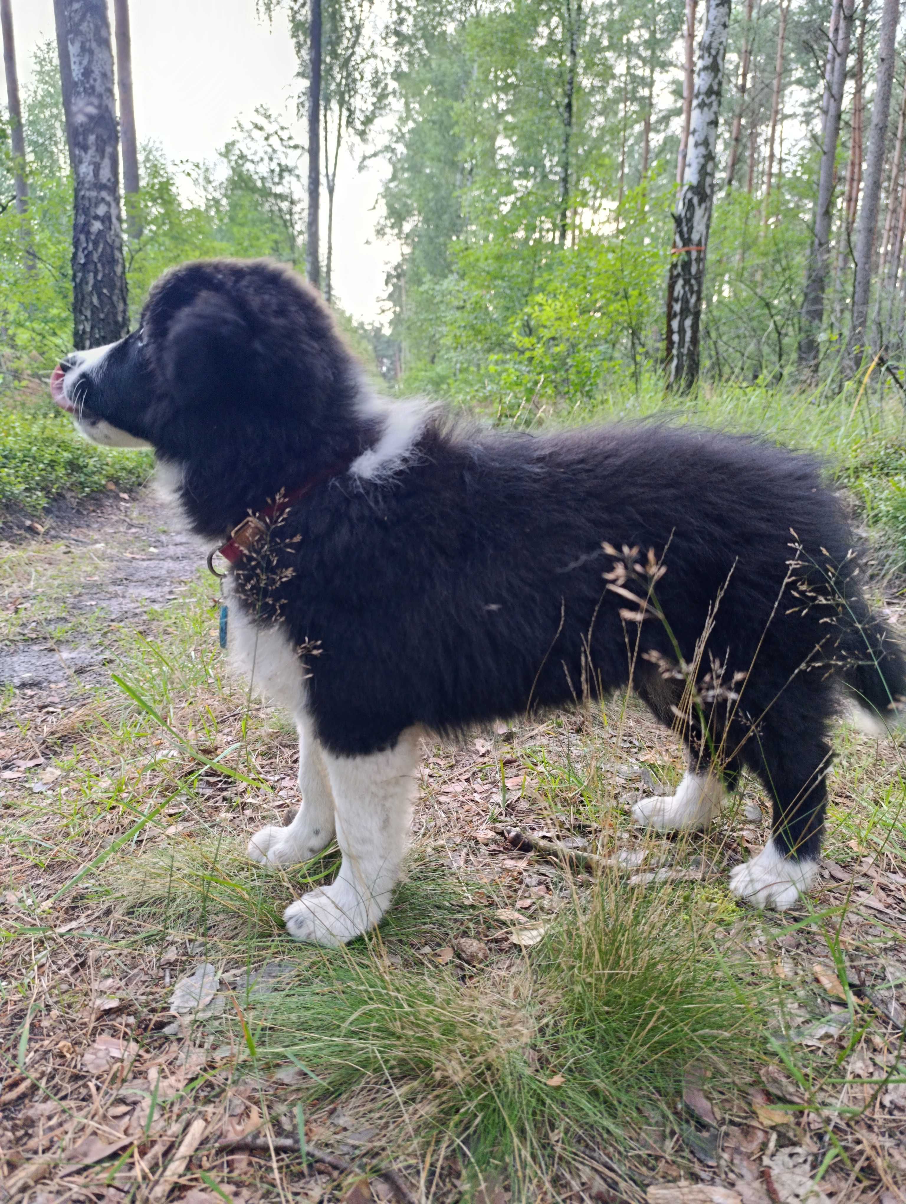 Wyjątkowy piesek Border Collie FCI - gotowy do kochania!