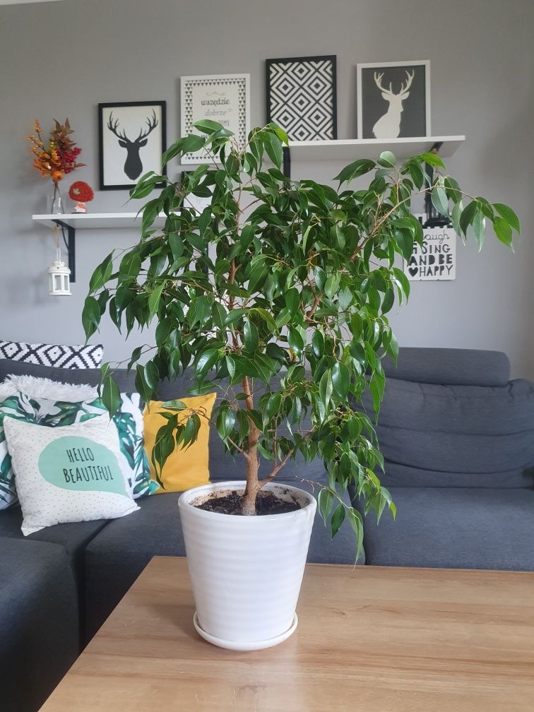 Fikus Beniamin Benjamin Benjaminek Ficus roślina doniczkowa domowa