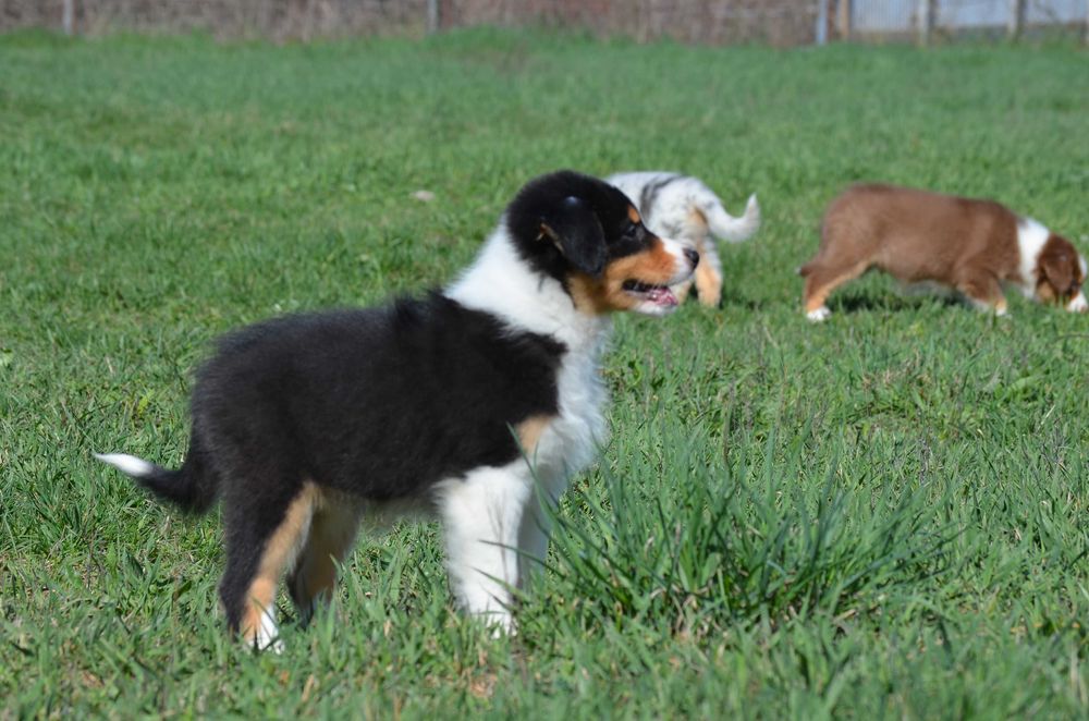 Ауссі з генетичними тестами! Київ,або відправлю. Є "Оплата частинами"