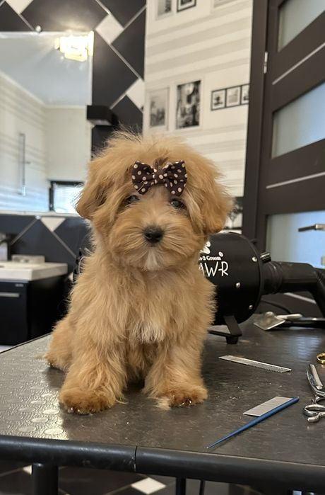 3 міні дівчинки мальтипу ф1, maltipoo f1
