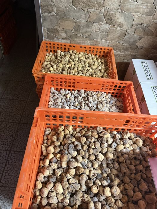 Fogos secos deste ano