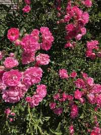 Саженцы плетистой розы (розовая)