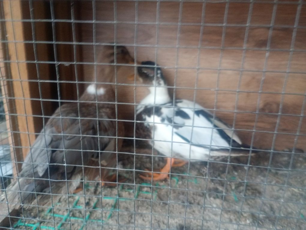Kaczki Call Duck, Kanadyjskie - pary 25