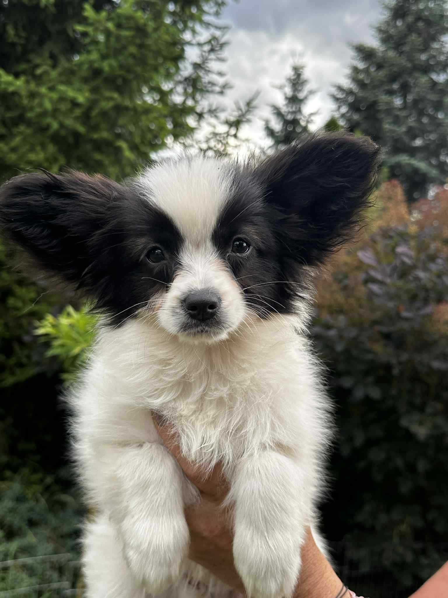 Spaniel Kontynentalny Miniaturowy Papillon FCI