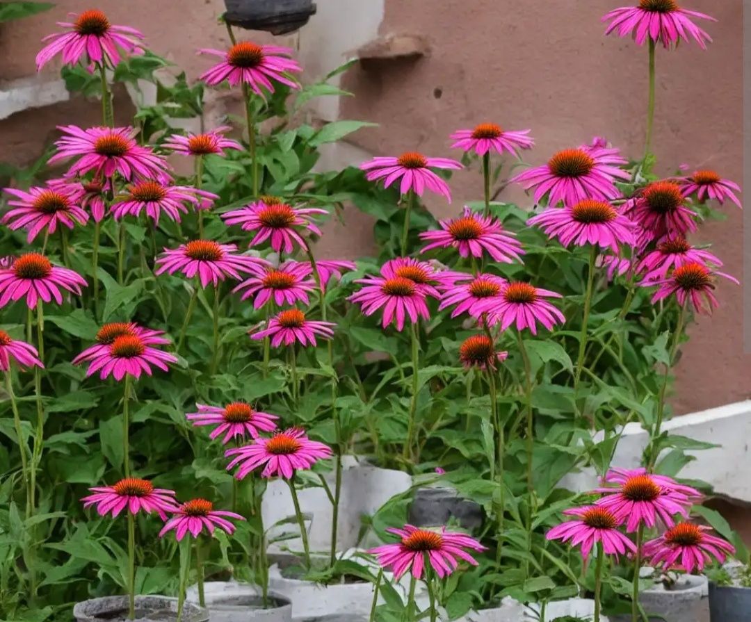 Vaso de Echinacea purpurea