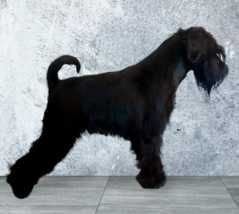 Sznaucer Miniaturowy Czarny- piesek z rodowodem ZKwP