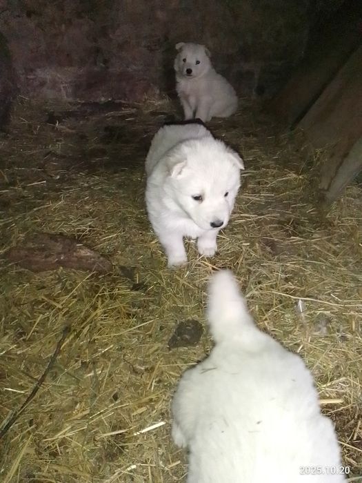 Белая Швейцарская Овчарка.
