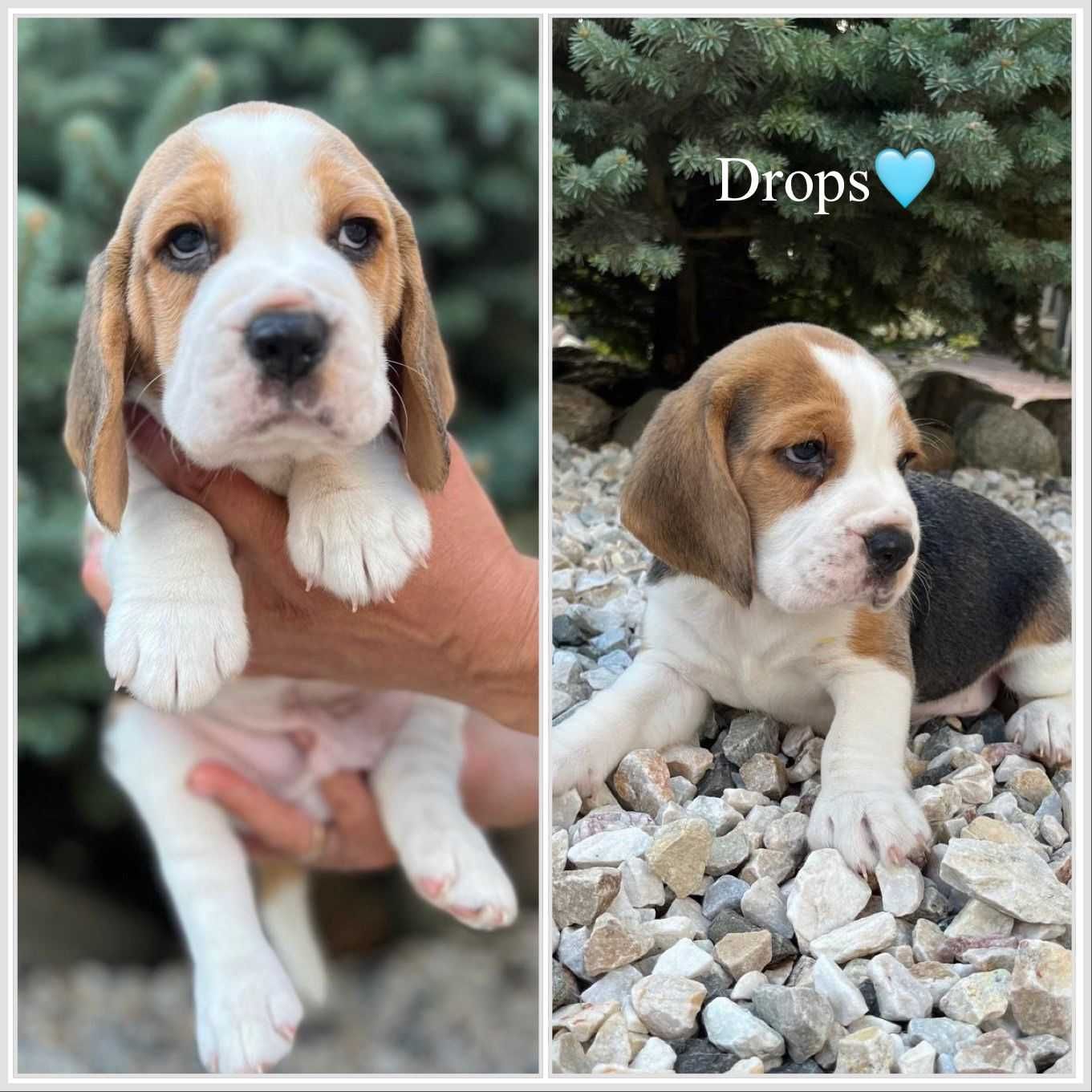 Sprzedam szczenię rasy Beagle