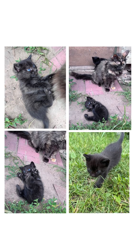Котенок мальчик  бесплатно . Черные с голубыми глазами