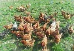 Kury kurki kurczęta kokoszki młode z jajkami.Dowóz Gratis.Zdrowe kury