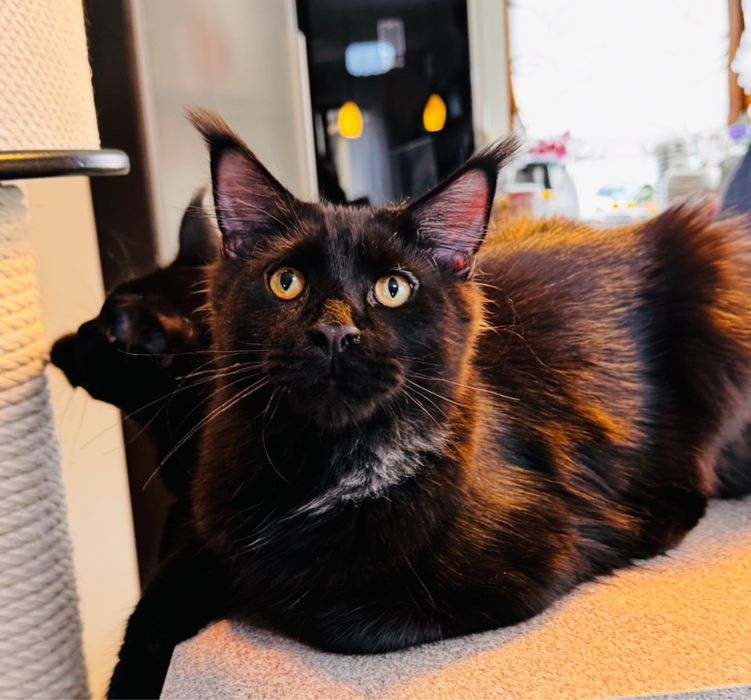Maine Coon kocur