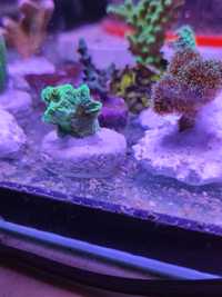 Hydnopora green super fluo akwarium morskie