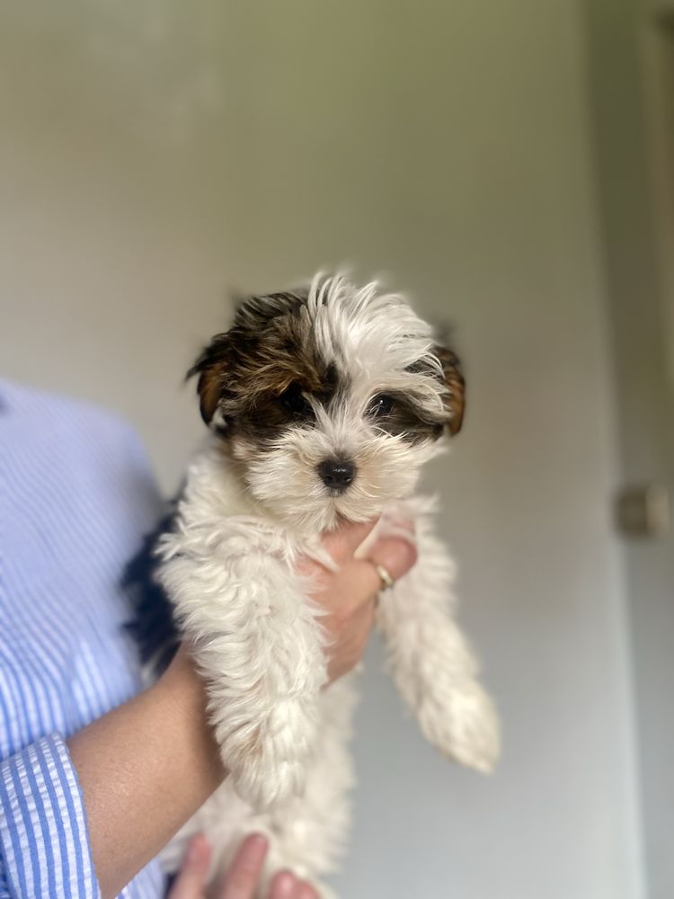 Yorkshire Terrier Biewer