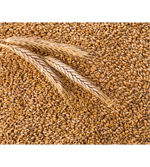 Продам гарну пшеницю