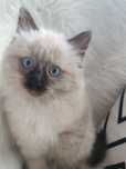 Ragdoll,cudowny kociak