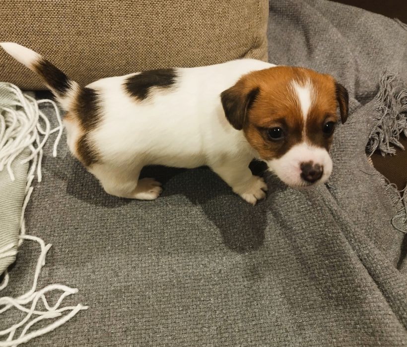 Jack Russell Terrier