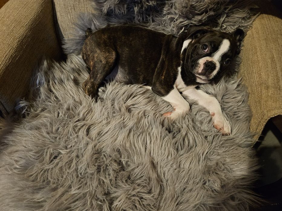 Szczeniak boston terrier