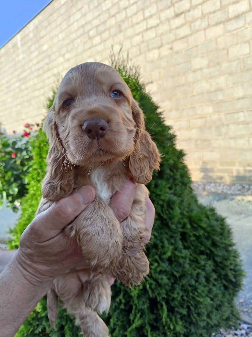 Szczeniaki Cocker spaniel