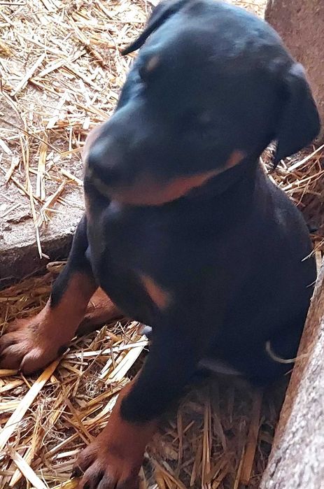 Doberman Szczenię Sprzedam