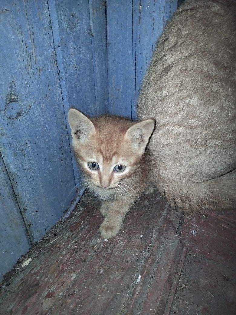 Отдам котят в хорошие руки, возможна доставка  Харьков и пригород