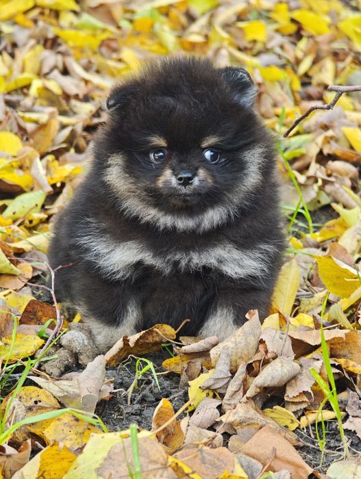 Шикарный мальчик померанский шпиц