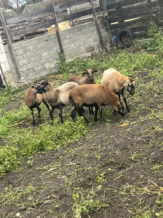 owce kamerunskie 5 szt owieczki cale stado