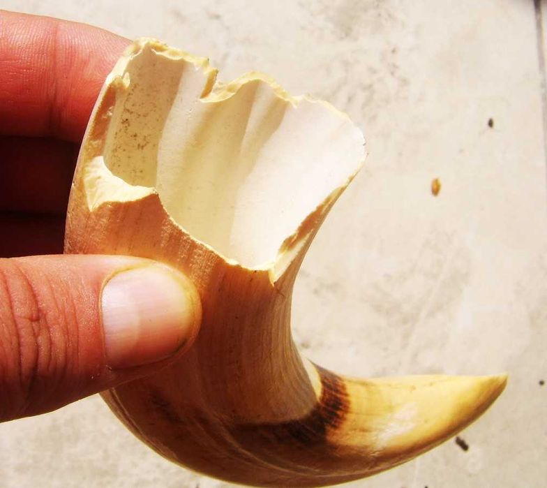 Wielki Kieł Dużego Hipopotama z Egiptu