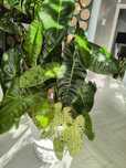 Philodendron Paraiso Verde don 28cm