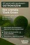 Poznaj  HIT ! Ostrokrzew japoński Ilex crenata Dark Green jak bukszpan