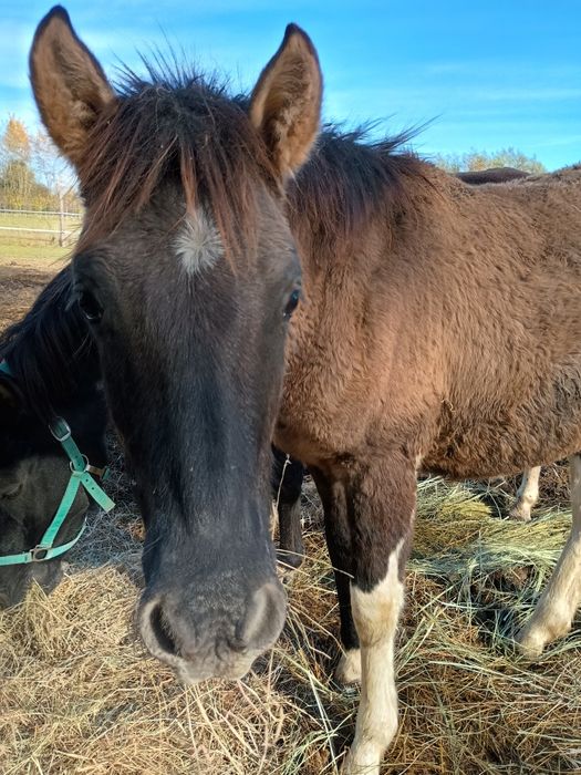 Hucuły, źrebaki , koniki