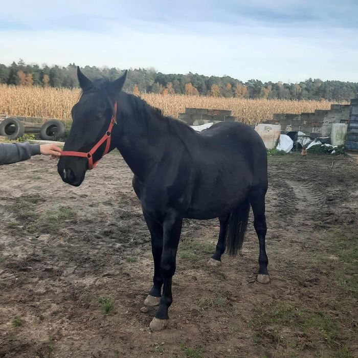 Koń ogier wielkopolski