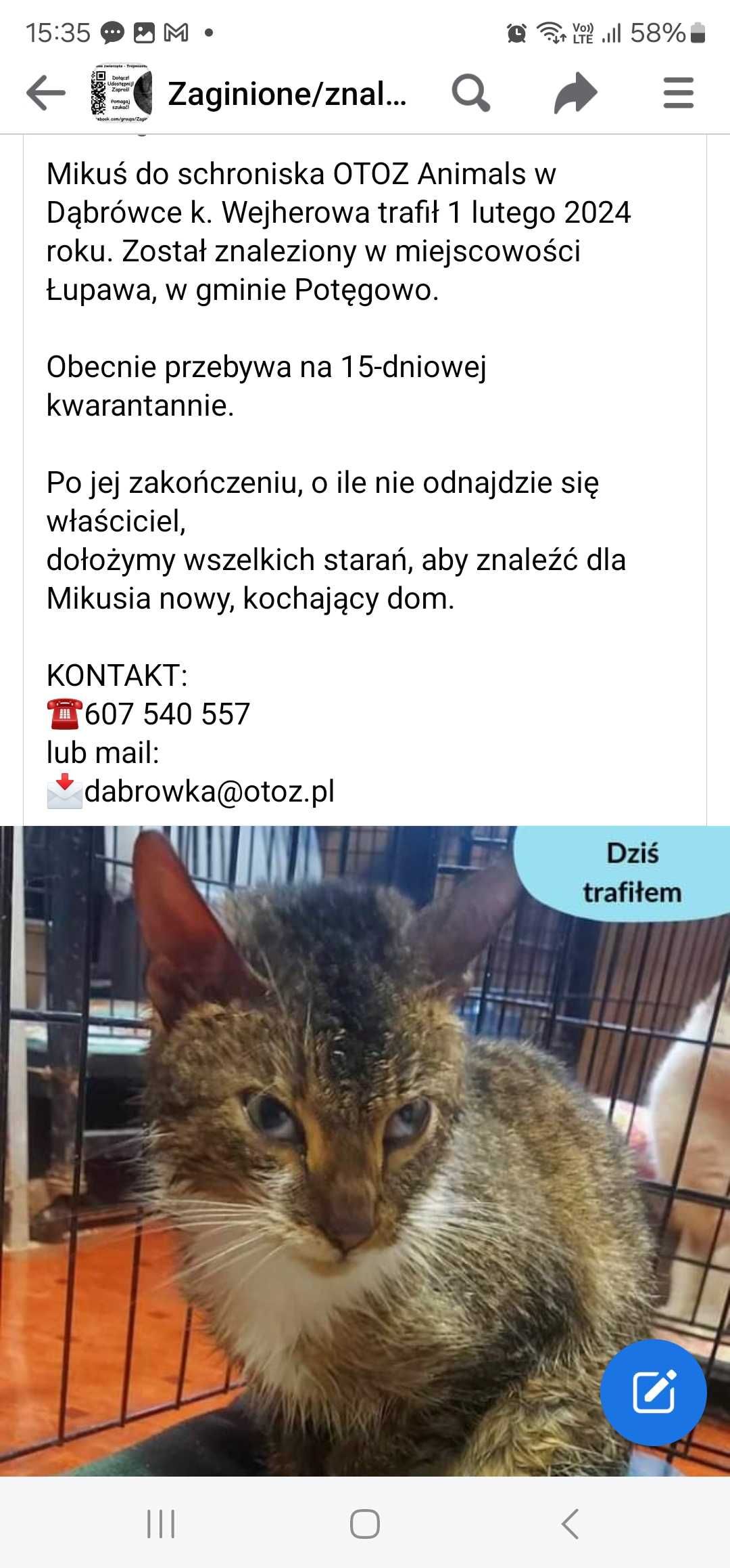 Kot znaleziony w łupawie