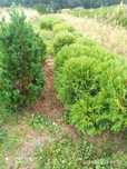 thuja tuja globusa 40-60 cm. Od 15 Września