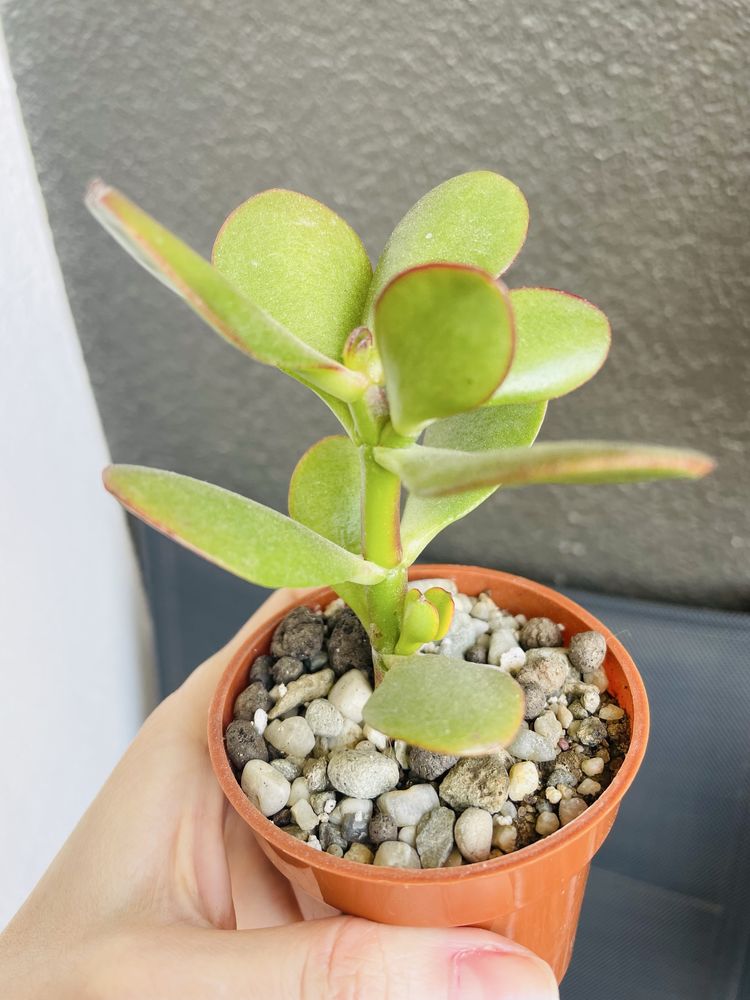 Grubosz Crassula Sunset sukulent drzewko szczescia