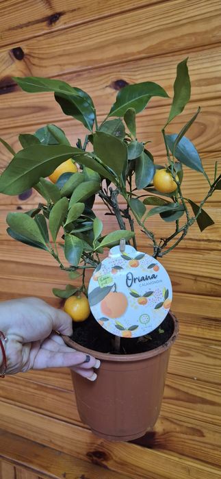 Мандарин, кротон, антуріум, каланхоє, Спатифіліум даймонд, Есхінантус